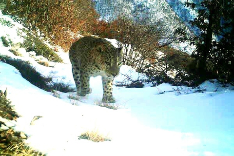 cat, Fawn壁紙