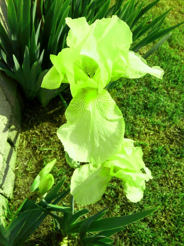 Lirio Amarillo
