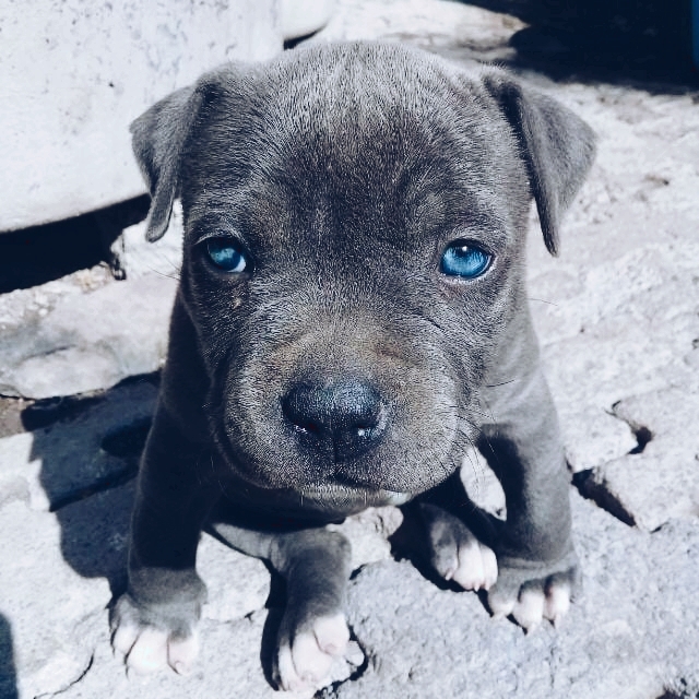 Perrito