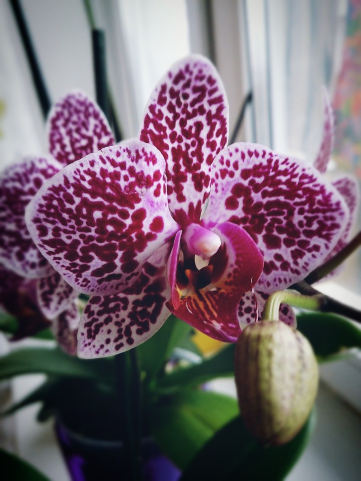 Orchid