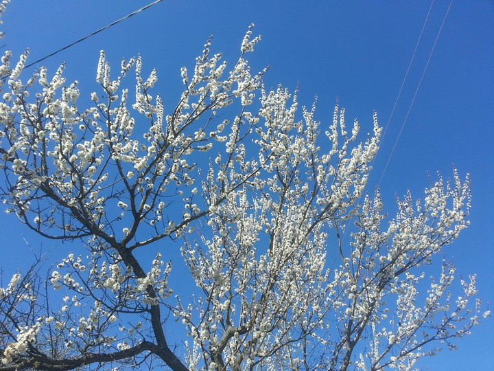 Spring