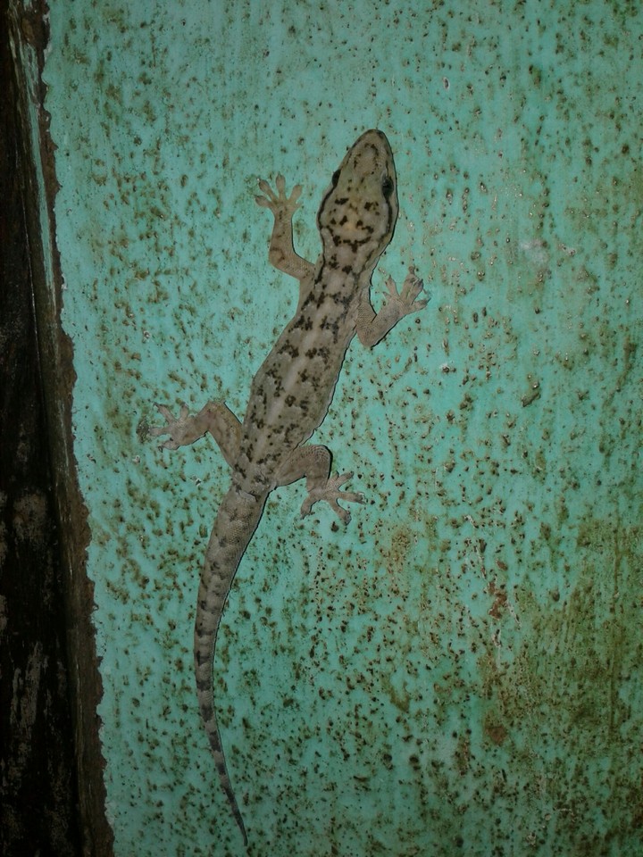 lagartixa