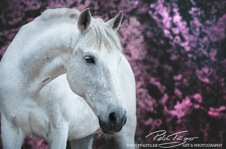 horse cute