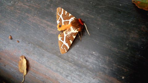 Very nice animal from Slovakia
