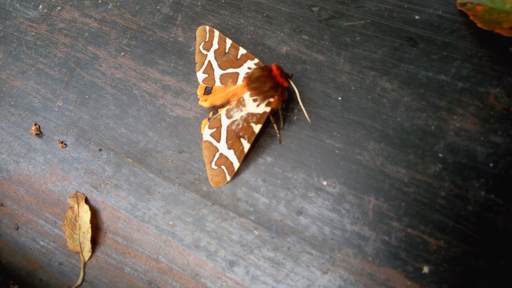 Very nice animal from Slovakia