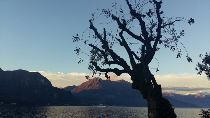 tree of life
