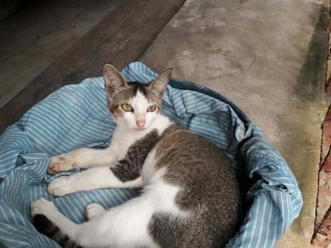 cat