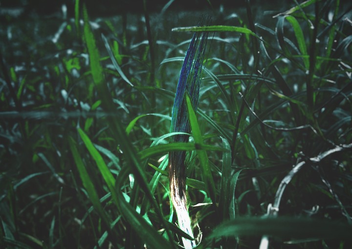 Dark nature