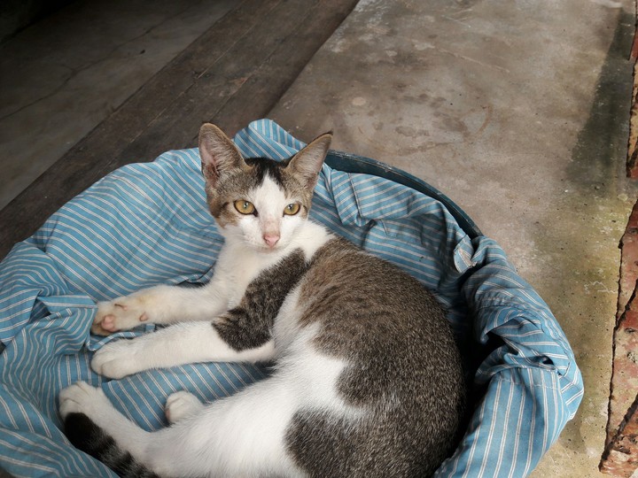 cat