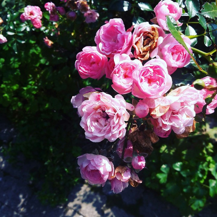 rose