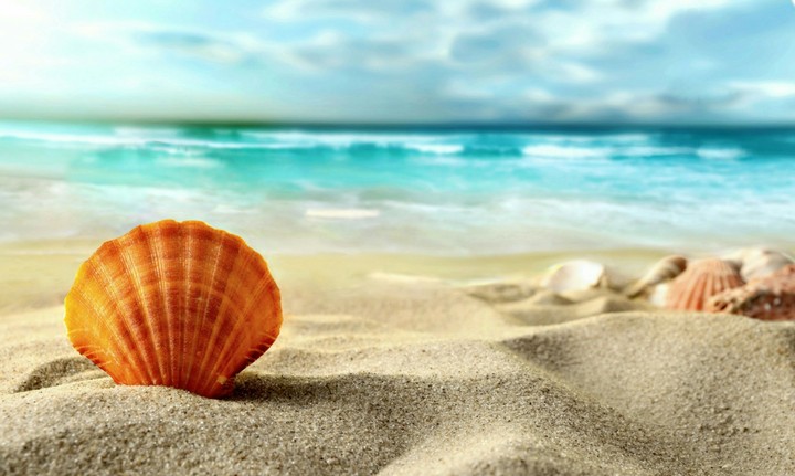 Beach Shells