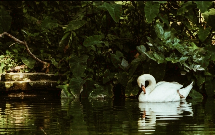 swan