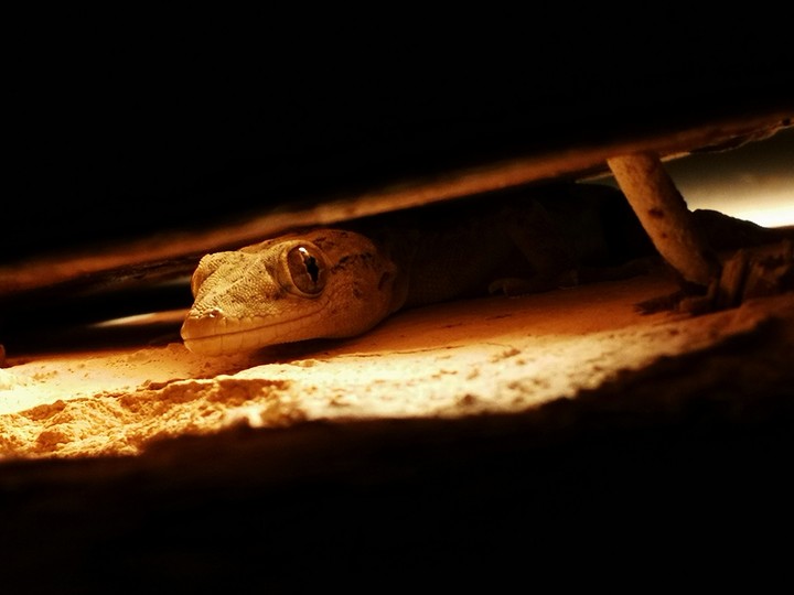 Gecko