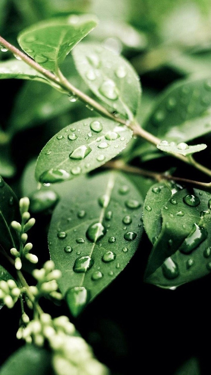 nature