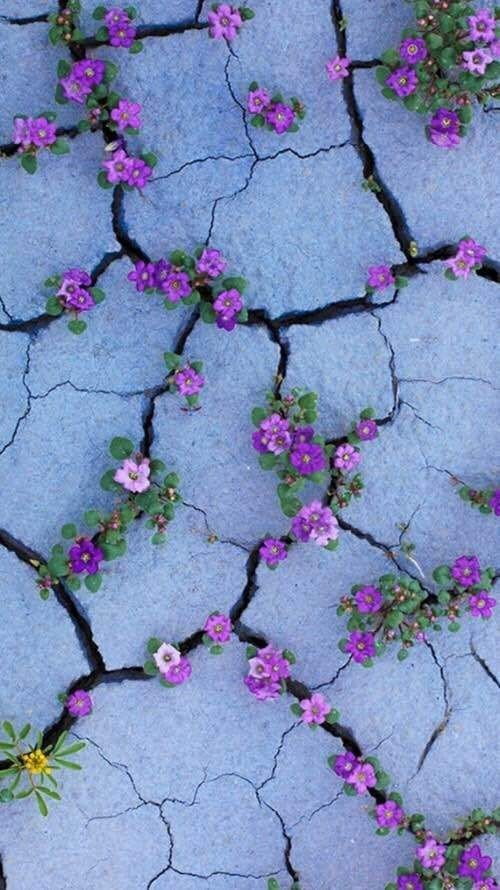 flores
