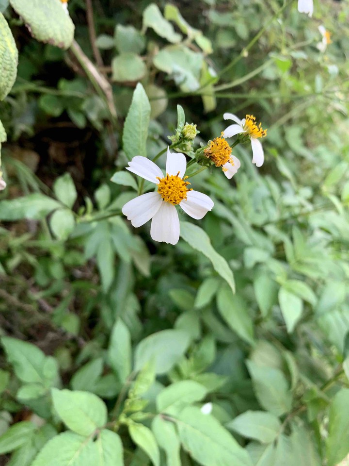 flower flower flower