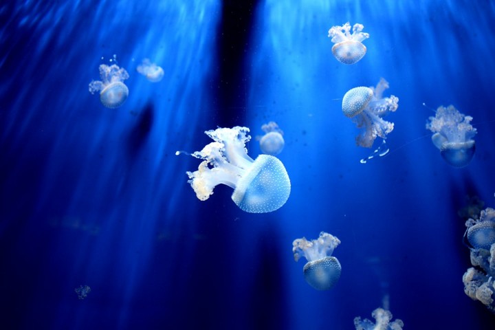 ocean....