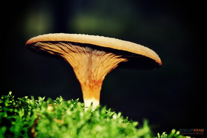 paddestoelen