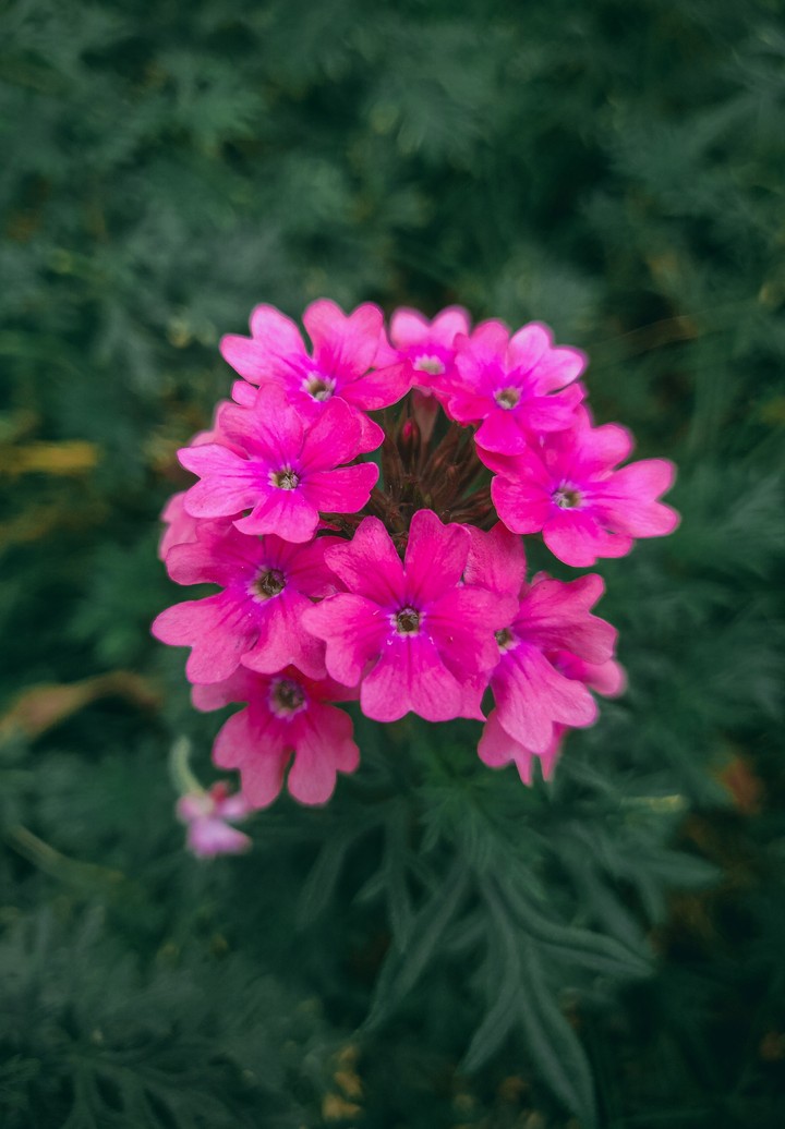 Pink Flowers