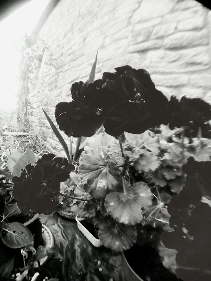 Beautiful Flower's