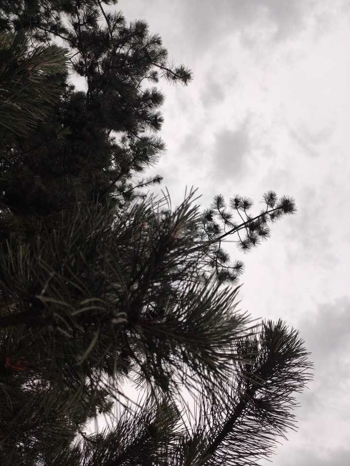 background sky and pine