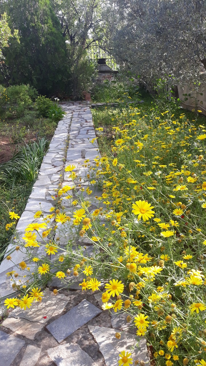 garden