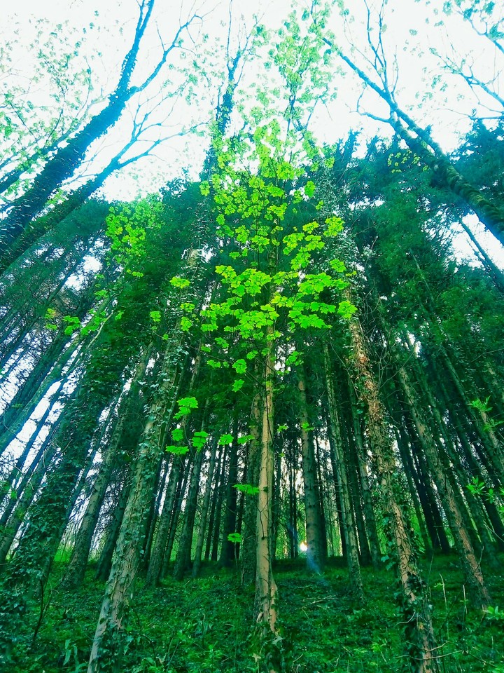bosco verde