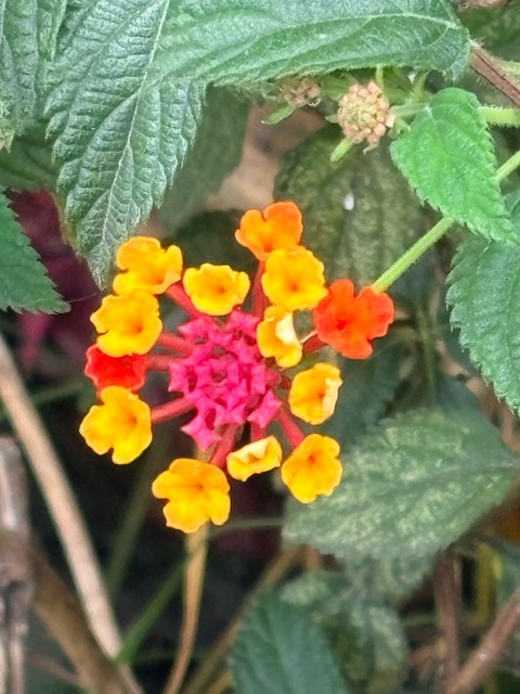 lantanas, wildflower achtergronden