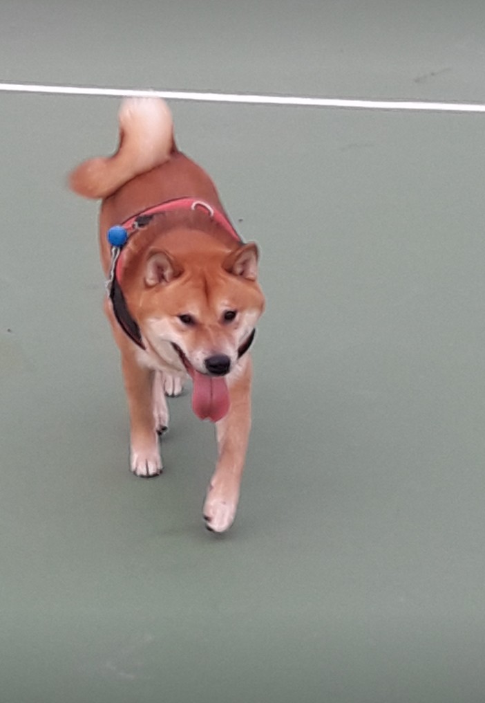 shiba