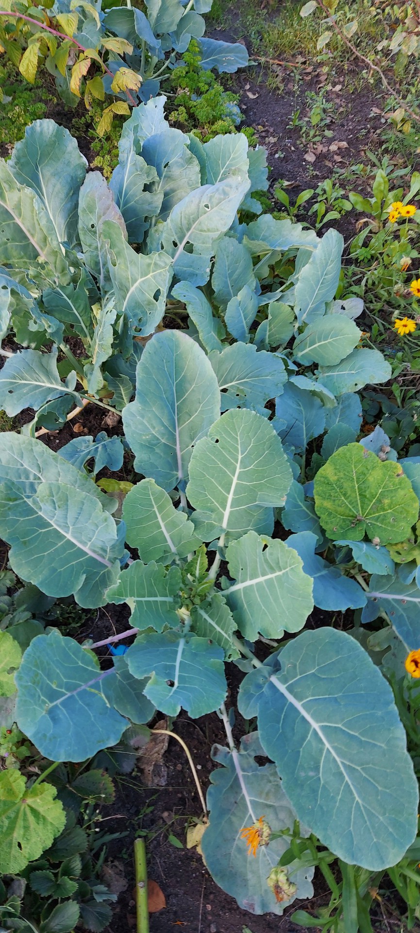 Kohlrabi