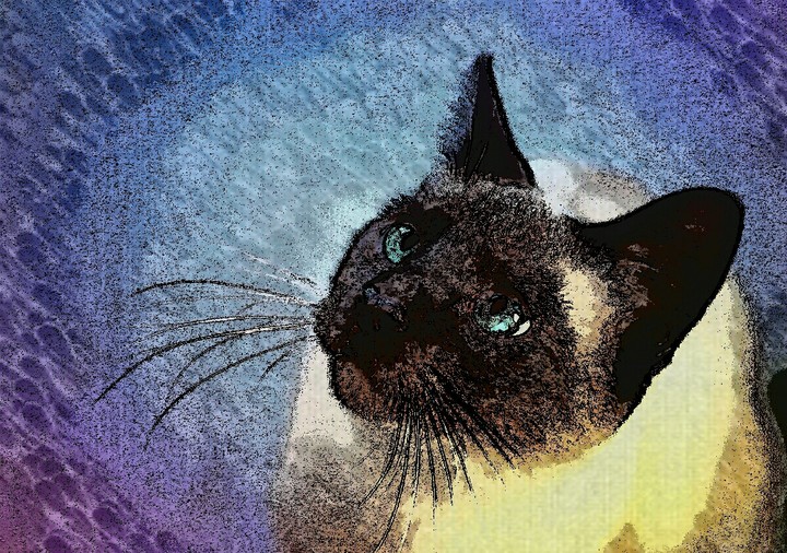 قط