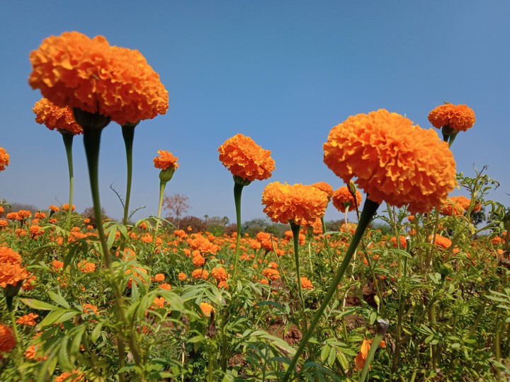 nature