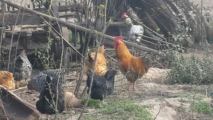 campo
