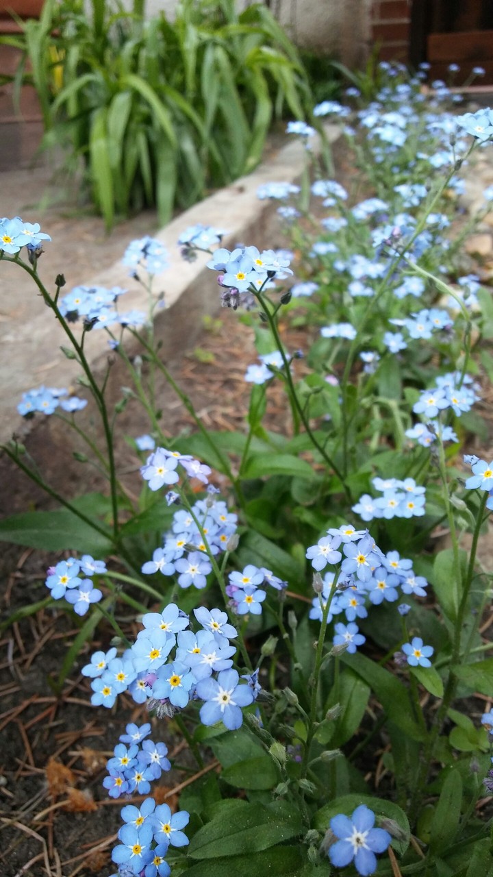 Sweet blue flowers