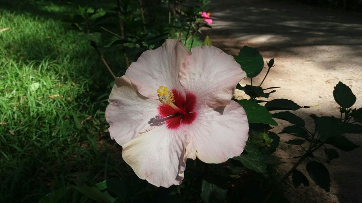 Flores