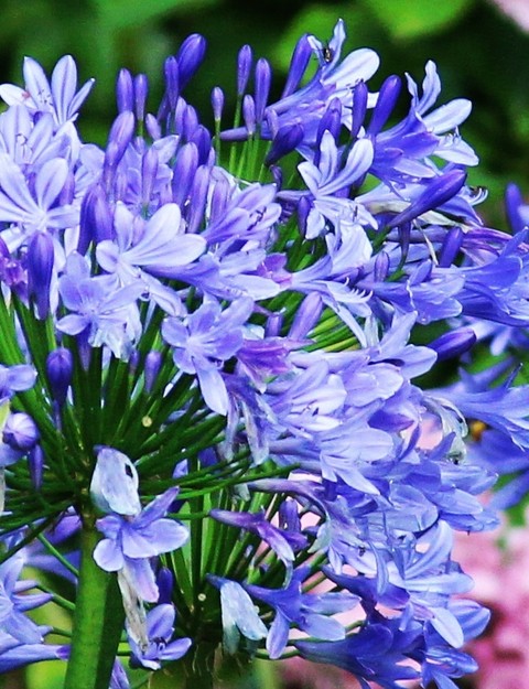 pretty flowers