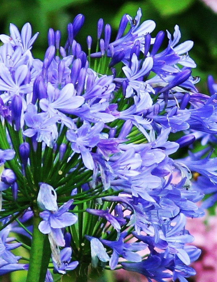 pretty flowers