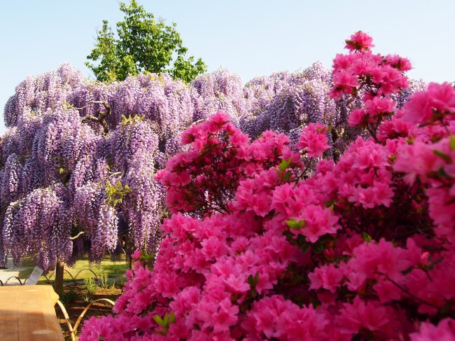 wisteria & magenta azalea