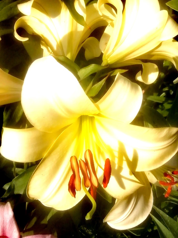 flowers
