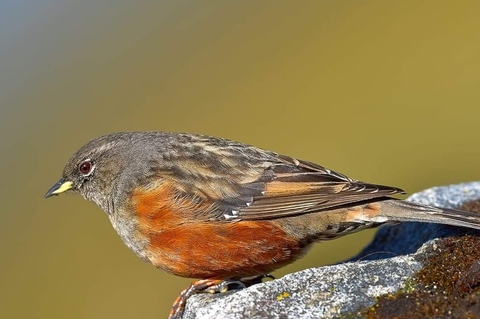 sfondi finch, bird