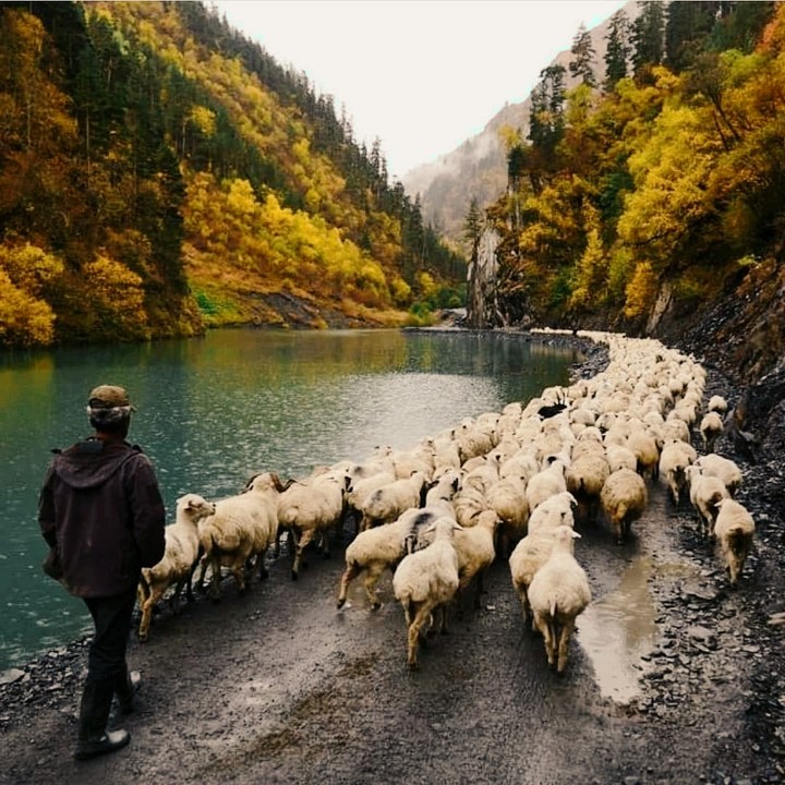 Shepherds