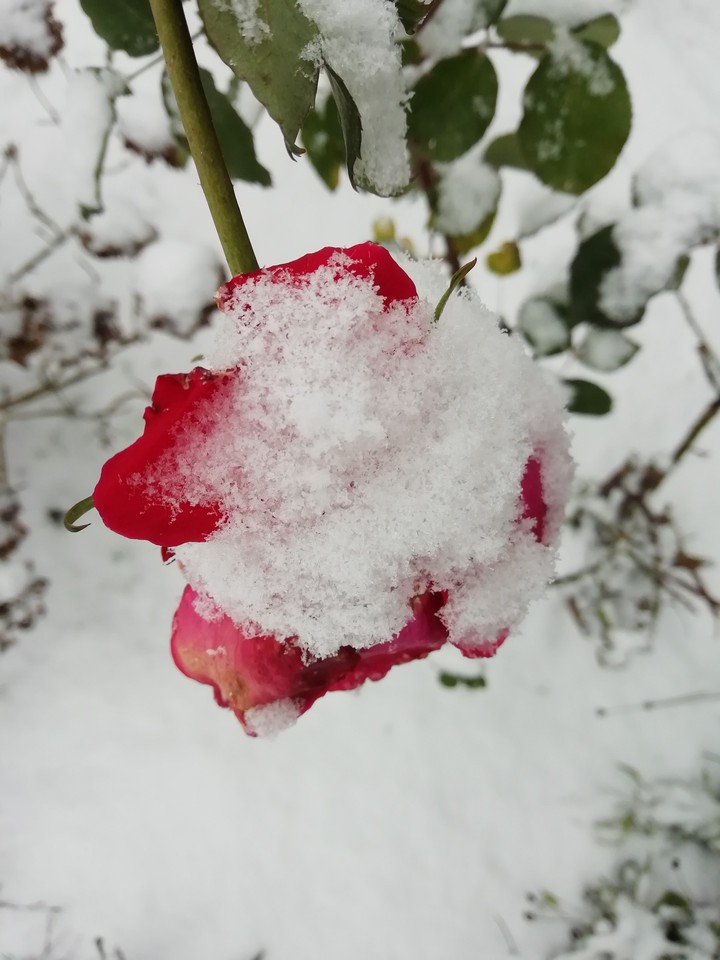 Rose covered with snow