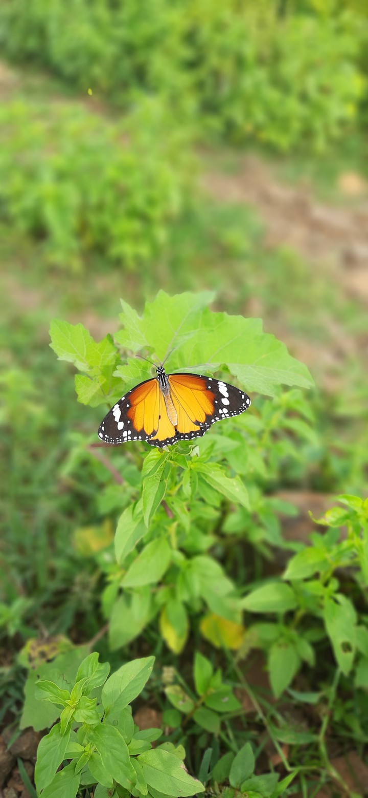 Butterfly