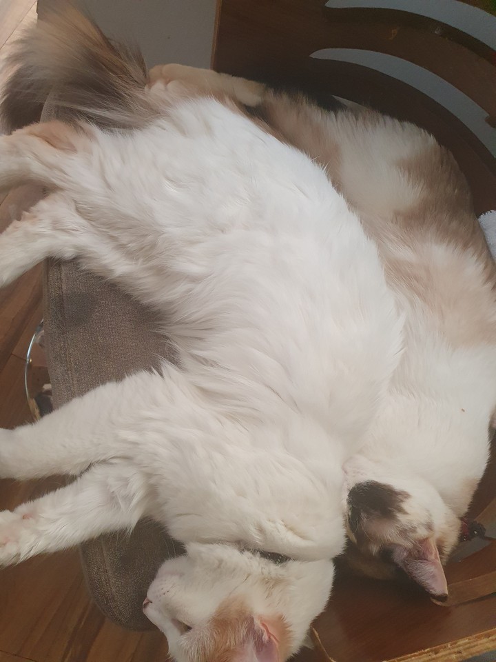 cats