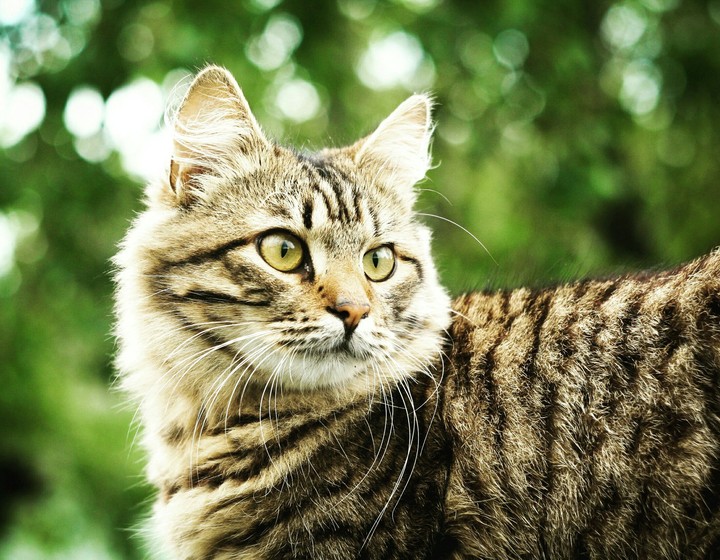 cat