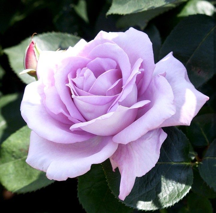 lila Roses