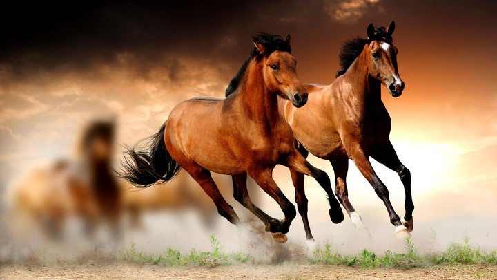 horse