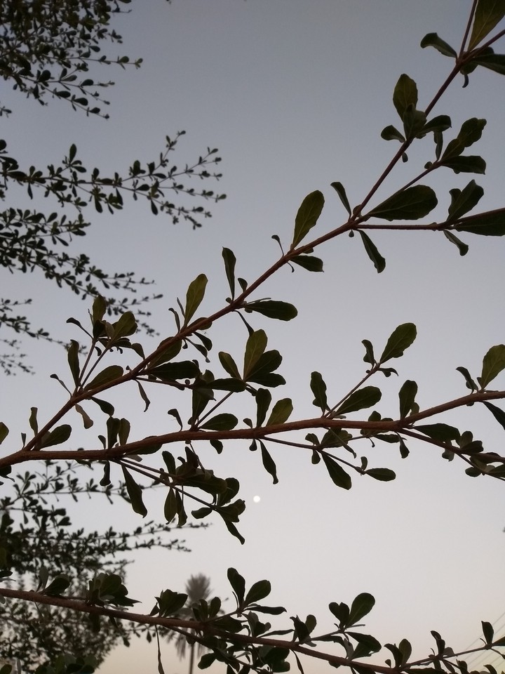 leaves