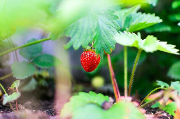 a strawberry tale !!