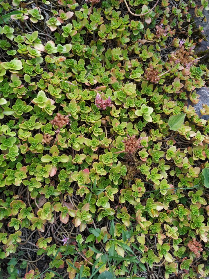 Botanical Garden